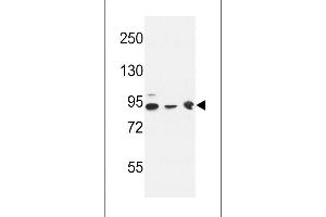 DNAJC6 Antibody (Center) (ABIN653940 and ABIN2843170) western blot analysis in K562(lane 1),HL-60 cell line(lane 2) and mouse brain tissue(lane 3) lysates (35 μg/lane). (DNAJC6 antibody  (AA 254-281))