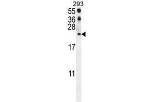 CCL21 Antibody (Center) western blot analysis in 293 cell line lysates (35µg/lane). (CCL21 antibody  (Middle Region))