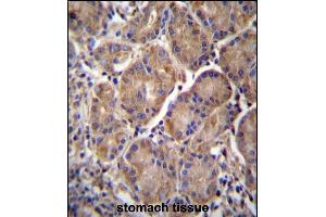 RN2 Antibody (C-term) (ABIN656971 and ABIN2846154) iunohistochemistry analysis in formalin fixed and paraffin embedded human stomach tissue followed by peroxidase conjugation of the secondary antibody and DAB staining. (MMRN2 antibody  (C-Term))