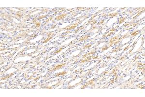 Detection of HB in Canine Kidney Tissue using Polyclonal Antibody to Hemoglobin (HB) (Hemoglobin antibody)
