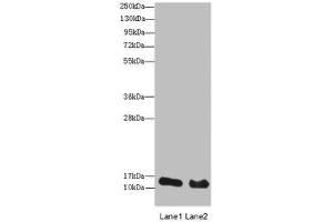 Western blot All lanes: HIST2H3A antibody at 14 μg/mL Lane 1: Mouse liver tissue Lane 2: Mouse kidney tissue Secondary Goat polyclonal to rabbit IgG at 1/10000 dilution Predicted band size: 15 kDa Observed band size: 15 kDa (HIST2H3A antibody  (AA 108-136))