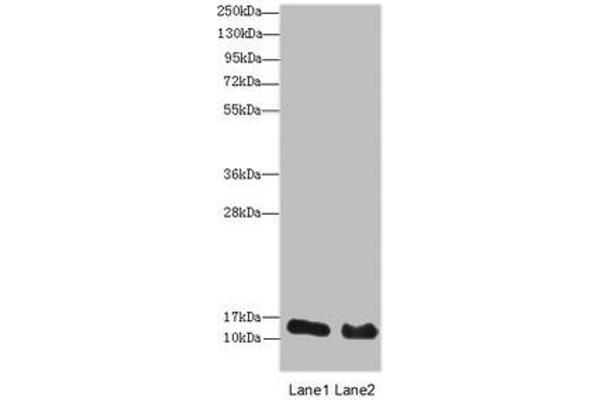 HIST2H3A Antikörper  (AA 108-136)