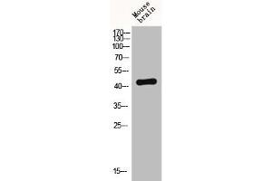 Western Blot analysis of MOUSE-BRAIN cells using Fusin Polyclonal Antibody (CXCR4 antibody  (C-Term))