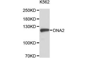 Western blot analysis of extracts of K-562 cells, using DNA2 antibody (ABIN5996467).