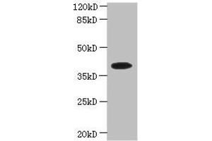 Western blot All lanes: PSTK antibody at 5 μg/mL + Hela whole cell lysate Secondary Goat polyclonal to rabbit IgG at 1/10000 dilution Predicted band size: 40, 33 kDa Observed band size: 40 kDa (PSTK antibody  (AA 1-347))