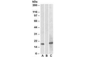 HEK293 lysate overexpressing human HOXA1-MYC probed with HOXA1 [1ug/ml] in Lane A and anti-MYC tag [1/1000] in lane C. (HOXA1 antibody)