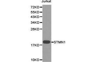 Western Blotting (WB) image for anti-Stathmin 1 (STMN1) antibody (ABIN1874979)