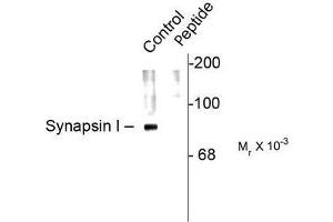 Image no. 1 for anti-Synapsin I (SYN1) (pSer62), (pSer67) antibody (ABIN372719)