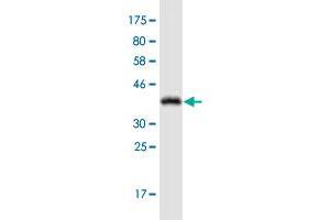 Western Blot detection against Immunogen (38. (Adenosine A2a Receptor antibody  (AA 147-267))