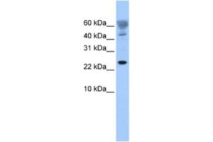 Western Blotting (WB) image for anti-FUN14 Domain Containing 1 (FUNDC1) antibody (ABIN2463549) (FUNDC1 antibody)