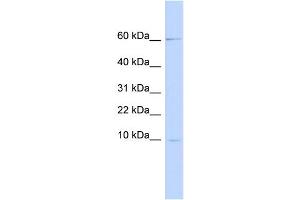 WB Suggested Anti-PI3 Antibody Titration:  0. (PI3 antibody  (Middle Region))