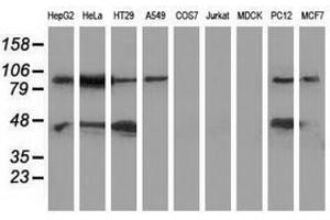 Image no. 2 for anti-Mitogen-Activated Protein Kinase 12 (MAPK12) antibody (ABIN1499303) (MAPK12 antibody)