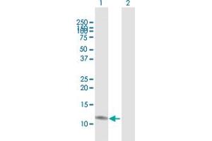 Western Blot analysis of CCL23 expression in transfected 293T cell line by CCL23 MaxPab polyclonal antibody.