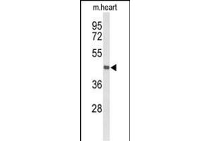 Western blot analysis of DBC1 Antibody (N-term) (ABIN653418 and ABIN2842866) in mouse heart tissue lysates (35 μg/lane). (DBC1 antibody  (N-Term))