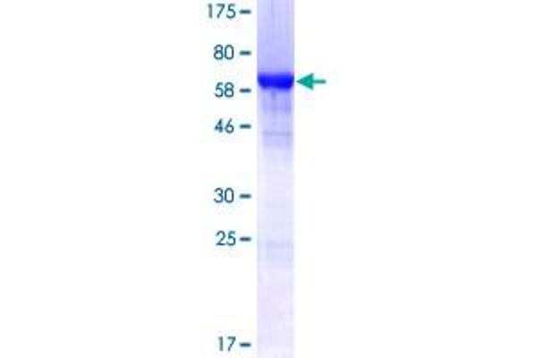 HNRNPF Protein (AA 1-415) (GST tag)