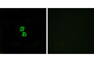 Peptide - +Immunofluorescence analysis of MCF-7 cells, using CKLF1 antibody.