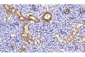 Detection of AST2 in Rat Parotid Gland Tissue using Polyclonal Antibody to Aspartate Aminotransferase 2 (AST2) (AST2 (AA 30-430) antibody)