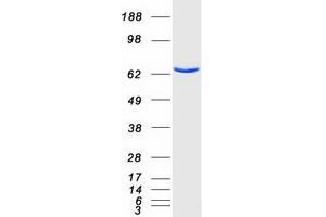 Western Blotting (WB) image for phosphoenolpyruvate Carboxykinase 1 (Soluble) (PCK1) protein (Myc-DYKDDDDK Tag) (ABIN2728410)