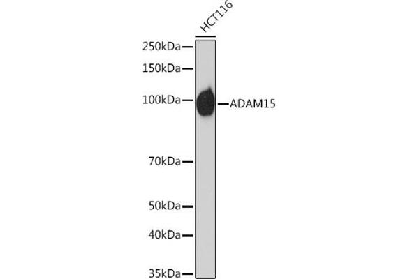 ADAM15 antibody