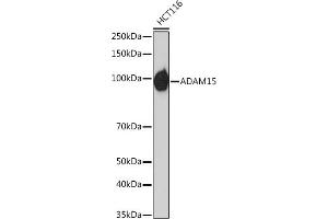 Western blot analysis of extracts of HCT116 cells, using  Rabbit mAb (ABIN7265434) at 1:1000 dilution. (ADAM15 antibody)