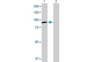 Western Blot analysis of MX1 expression in transfected 293T cell line by MX1 MaxPab polyclonal antibody. (MX1 antibody  (AA 1-662))
