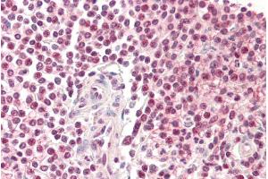 ABIN185265 (5µg/ml) staining of paraffin embedded Human Spleen. (Pirin antibody  (N-Term))
