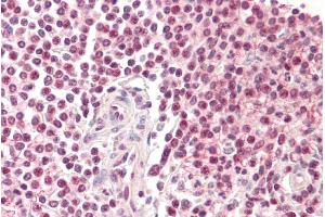 ABIN185265 (5µg/ml) staining of paraffin embedded Human Spleen. (Pirin antibody  (N-Term))