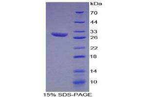 SDS-PAGE (SDS) image for Hydroxyacid Oxidase (Glycolate Oxidase) 1 (HAO1) (AA 113-369) protein (His tag,GST tag) (ABIN2121271)