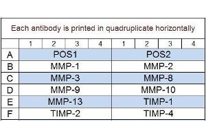 Image no. 1 for Human MMP Array Q1 (ABIN625748)