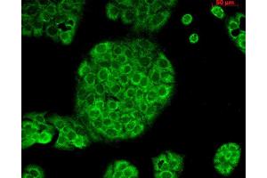 Immunocytochemistry/Immunofluorescence analysis using Mouse Anti-CD74 Monoclonal Antibody, Clone PIN 1. (CD74 antibody  (Biotin))