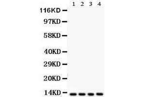 Anti-Cytochrome C antibody, Western blotting All lanes: Anti Cytochrome C  at 0. (Cytochrome C antibody  (C-Term))