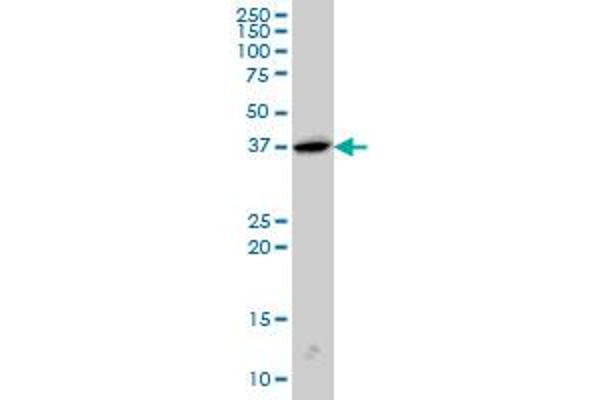 SH3G2 anticorps  (AA 64-124)