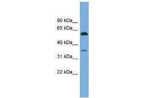 WB Suggested Anti-SAAL1 Antibody Titration: 0. (SAAL1 antibody  (N-Term))