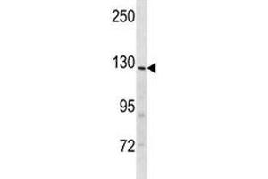 Insulin receptor R antibody western blot analysis in mouse heart tissue lysate (INSRR antibody  (AA 1228-1255))
