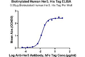 Immobilized Biotinylated Human Her3 at 0. (ERBB3 Protein (His-Avi Tag,Biotin))