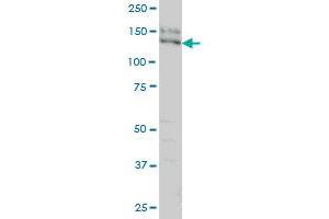 SPAG5 antibody  (AA 1082-1191)