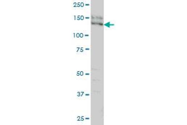 SPAG5 antibody  (AA 1082-1191)