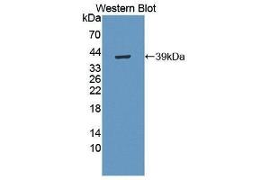Western Blotting (WB) image for anti-Myelin Basic Protein (MBP) (AA 220-301) antibody (ABIN3201418) (MBP antibody  (AA 220-301))
