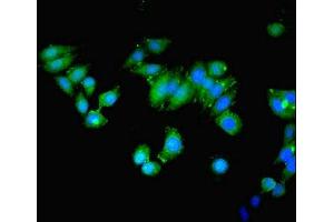 Immunofluorescence (IF) image for anti-Mitogen-Activated Protein Kinase Kinase Kinase 8 (MAP3K8) (AA 1-300) antibody (ABIN7160057)