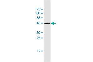 Western Blot detection against Immunogen (45. (Neudesin antibody  (AA 1-172))