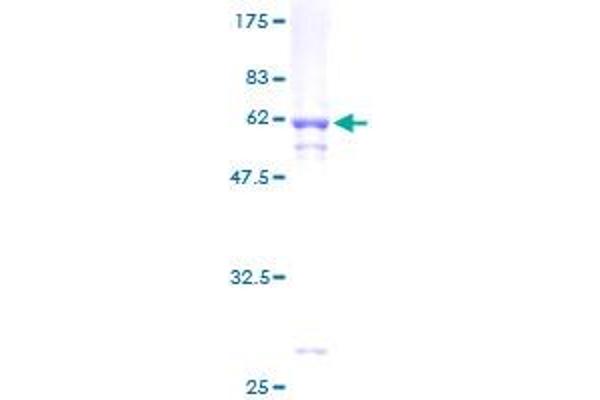 MLX Protein (AA 1-244) (GST tag)