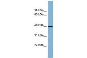 Image no. 1 for anti-ELMO/CED-12 Domain Containing 2 (ELMOD2) (AA 35-84) antibody (ABIN6742092) (ELMOD2 antibody  (AA 35-84))