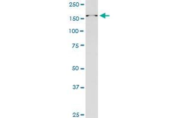 RAI1 antibody  (AA 1-101)