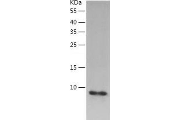 OXT Protein (AA 32-125) (His tag)