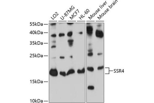 SSR4 antibody  (AA 24-144)