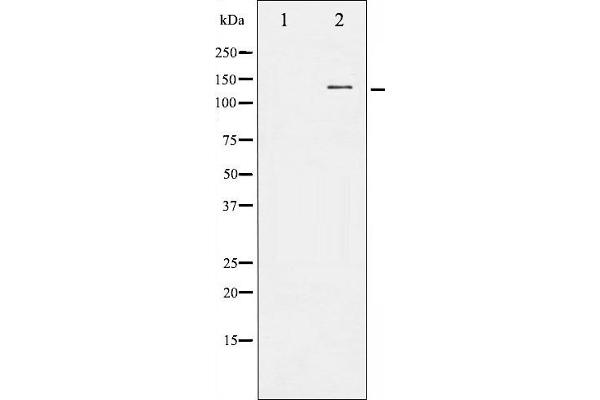 FGFR1 antibody  (C-Term)