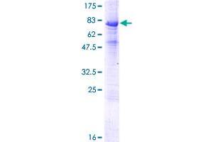 INTU Protein (AA 1-408) (GST tag)