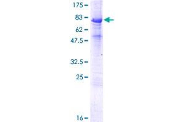 INTU Protein (AA 1-408) (GST tag)