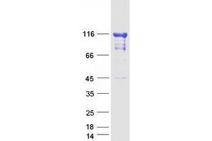 Western Blotting (WB) image for Eukaryotic Translation Initiation Factor 3 Subunit C (EIF3C) (Transcript Variant 1) protein (Myc-DYKDDDDK Tag) (ABIN2720075)