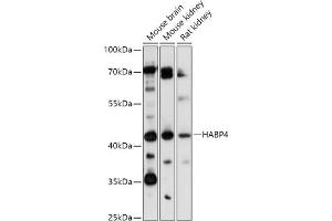 Western blot analysis of extracts of various cell lines, using H antibody (ABIN7267799) at 1:1000 dilution. (HABP4 antibody)